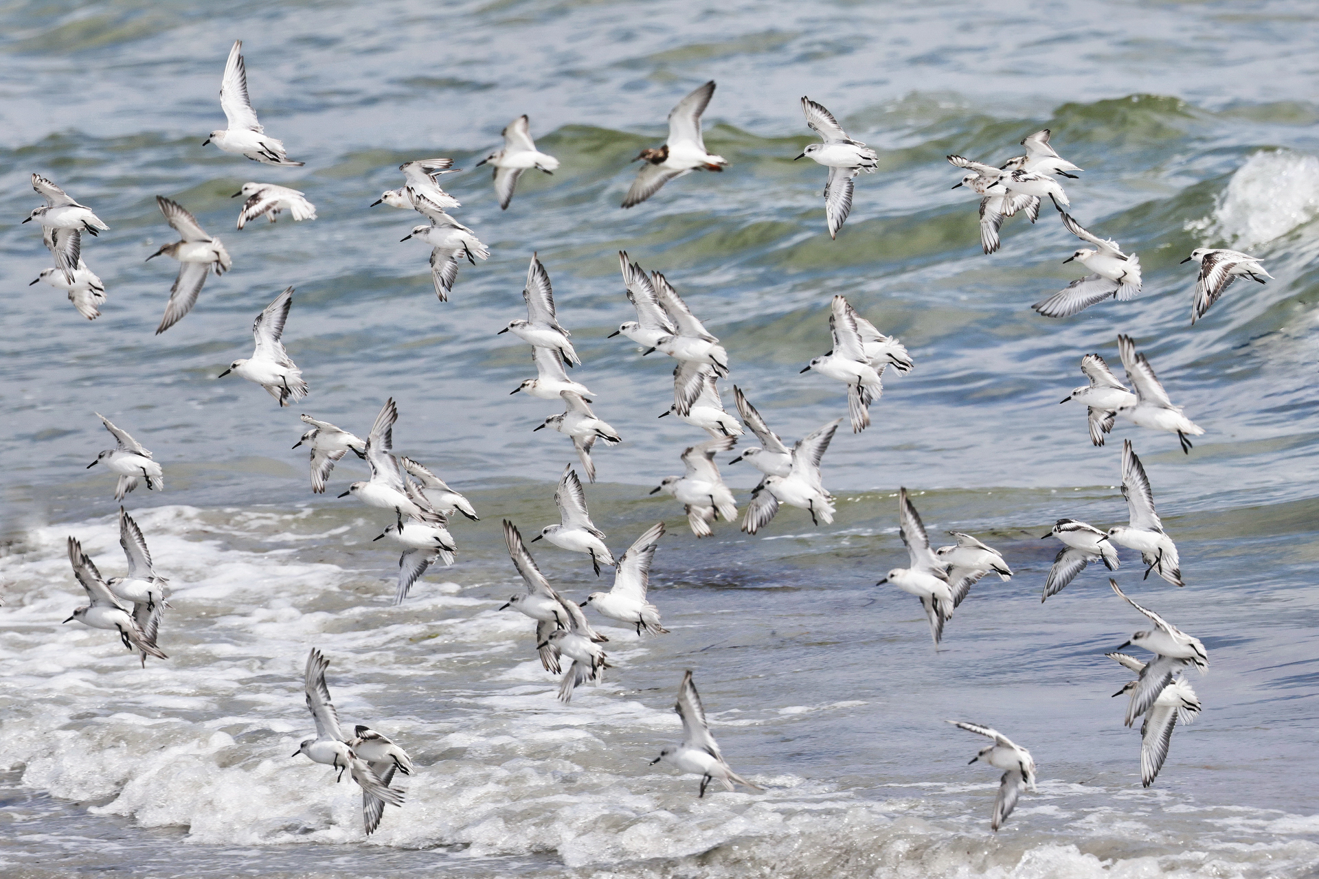 Vol de bécasseaux sanderling